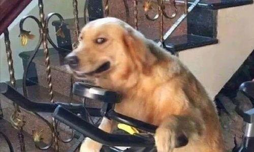 娱乐吃瓜酱骑车狗