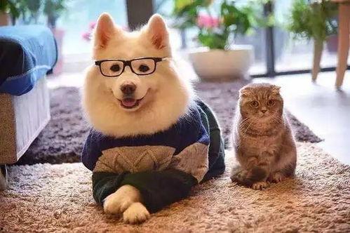 娱乐吃瓜酱小众宠物,娱乐吃瓜酱带你领略独特宠物风采