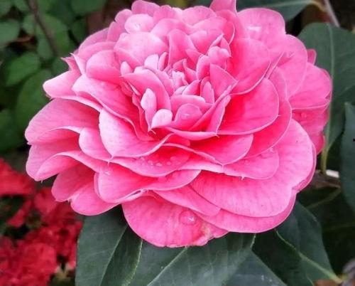 娱乐吃瓜酱山茶花,揭秘山茶花的神秘魅力